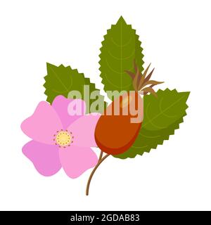 Rosehip fiori pianta con foglie, bacche, isolato. Uso di rosehip in tisane, cosmetici, negozio, salone di bellezza, prodotti naturali biologici di cura della salute. Illustrazione vettoriale Illustrazione Vettoriale
