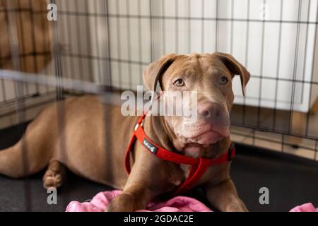 Un cane cucciolo ​​looks fuori dalla gabbia Foto Stock