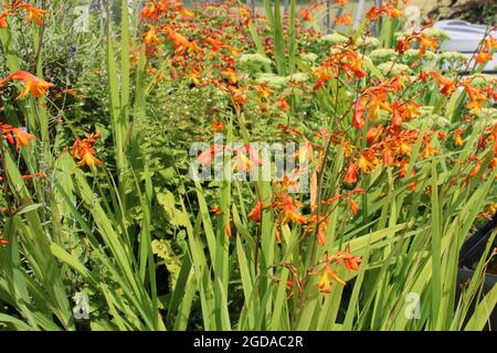 Montbretia Crocosmia X crosmiflora è una pianta perenne invasiva che cresce dai cormi sotterranei Foto Stock