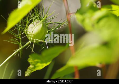 Primo piano di una soleggiata, ancora chiusa Nigelia sativa Foto Stock