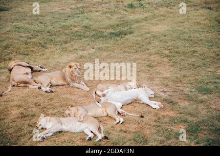 il re leone riposa dormendo con leonesse orgoglio savana Foto Stock