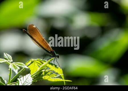 femmina bella demoiselle damselfly con corpo metallico poggiato su un bramble con uno sfondo verde sfocato Foto Stock