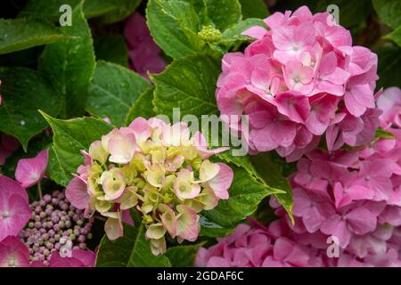 bellissimi fiori rosa di hydrangea macrophylla anche noto come lacecap hydrangea e fiore di natale Foto Stock