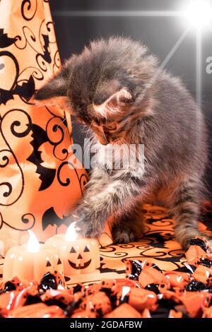 Un gatto delle streghe guarda le candele sotto forma di zucca. Halloween e carta verticale animale. Foto Stock