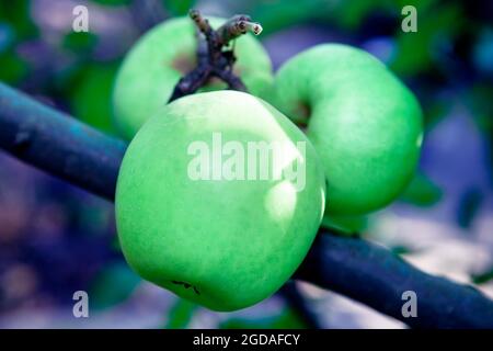 Golden Delicious mele che crescono sull'albero . Frutta dolce in giardino Foto Stock