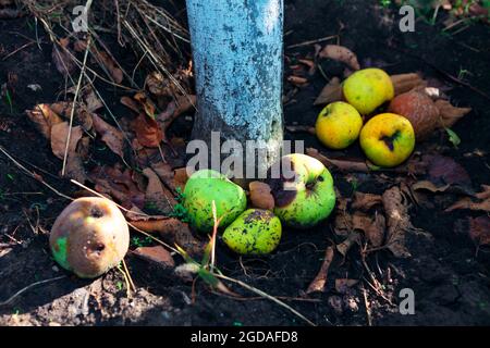 Mele a terra intorno all'albero di mele . Raccolto di frutta rovinato Foto Stock