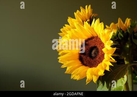 Un girasole completamente aperto e godendo il sole della sera in un salotto della casa. Il girasole è uno di un mazzo di girasoli posto su un tavolo Foto Stock