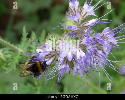 ape bumble che raccoglie polline da lacy phacelia Foto Stock