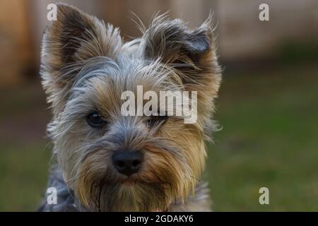 Cucciolo di Little Yorkshire terrier che gioca in giardino Foto Stock