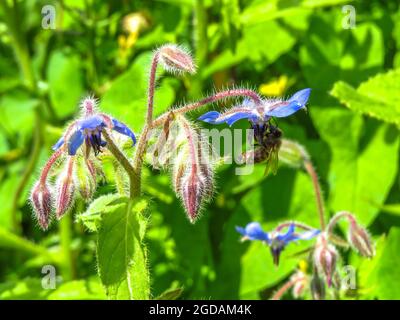 ape raccolta nettare da borragine anche noto come bugloss e starflower Foto Stock