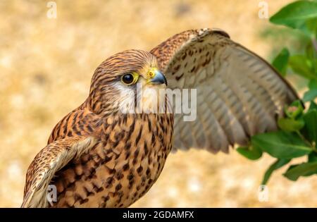 Kestrel (Falco tinnunculus) arroccato e che ne erena le ali Foto Stock