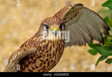 Kestrel (Falco tinnunculus) arroccato e che ne erena le ali Foto Stock