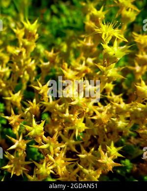 Acro di Sedum Primo piano di fiori gialli di copertura dal giardino in Siberia Russia Foto Stock