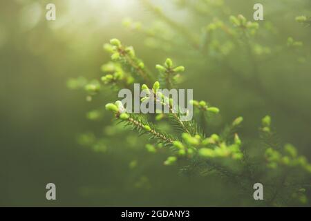 Bei rami di abete rosso con aghi verdi giovani crescono su una mattina di sole estate in una foresta di abete rosso. Alberi di conifere sempreverdi. Foto Stock