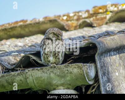 Gufo piccolo un gufo piccolo con una testa a cielo piatto un corpo compatto grumo e coda corta e un'espressione poppa appollaiato su un vecchio tetto di fienile Foto Stock