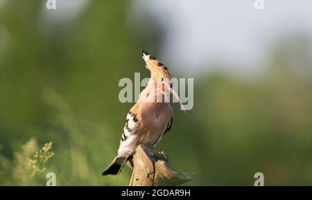 hoopoe bello uccello selvaggio seduto su un ramo Foto Stock