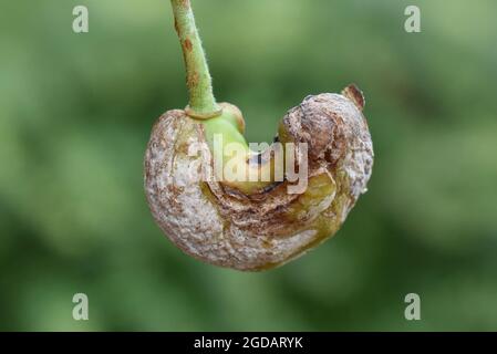 Infezione da fungo da plum gall Taphrina pruni su frutti di prugne Foto Stock