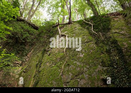 Canyon roccioso del monte Stenzelberg nella catena montuosa di Siebengebirge vicino a Koenigswinter, la montagna serviva come cava per latite di quarzo fino al Th Foto Stock