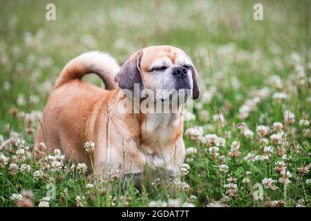 Happy puggle pug e beagle cross razza in piedi e sorridendo in campo di trifoglio con fiori Foto Stock