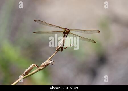 Faccia a faccia con una libellula skimmer di Needham nella Carolina del Sud, Stati Uniti Foto Stock