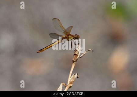 Una libellula skimmer di Needham che prende momento di riposare in South Carolina Sunshine Foto Stock