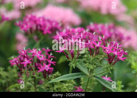 Fiori egiziani a grappolo di stelle in estate Foto Stock