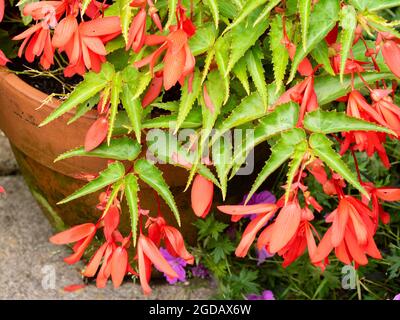 Fiori rossi in coda della fioritura estiva, tenera, perenne tuberosa, Begonia boliviensis 'Bonaparte Red' Foto Stock