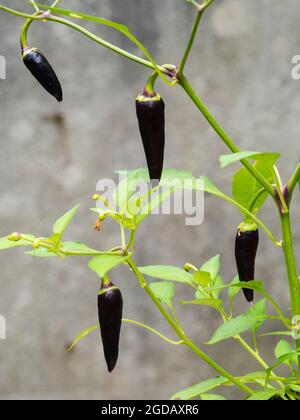 Frutti porpora del peperoncino medio caldo, Capsicum annuum "gusto viola F1" Foto Stock