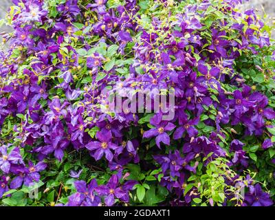 Fiori viola del Gruppo 3, scalatore ardito in fiore alla fine dell'estate, Clematis viticella 'Etoile Violette' Foto Stock