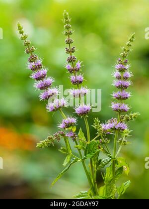 Summer flower Spikes della menta verde commestibile di erbe, Mentha spicata Foto Stock
