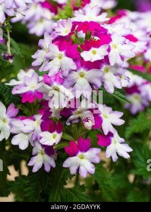 Fiori bianchi, rossi e viola impressionanti della tenera pianta del contenitore di fioritura estiva, Verbena 'Shankle Purple Blues' Foto Stock