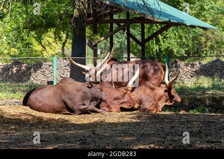 Mandria di vacche di Sanga africane di Ankole-Watusi che giacciono in praterie Foto Stock