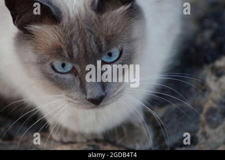 Un bellissimo gatto Foto Stock