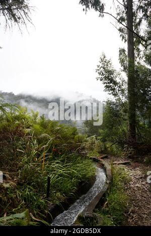 Escursioni lungo il sentiero vicino a levada nell'isola di Madeira. Camminando da Portela a Ribeiro Frio in una giornata nuvolosa Foto Stock