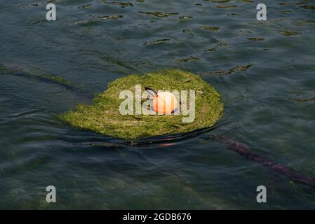 Cornovaglia, Inghilterra, Regno Unito. 2021. Una boa ormeggio attaccata ad una catena che raccoglie le erbacce sul Looe River Love, Cornovaglia, Regno Unito, durante una marea in arrivo. Foto Stock