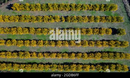 Veduta aerea di frutteto di melograno Foto Stock