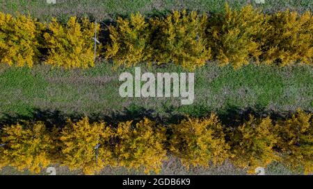 Veduta aerea di frutteto di melograno Foto Stock
