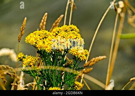 Fiori gialli, stocchi marroni - lungo il bordo del porto a Neah Bay, questi fiori gialli stavano crescendo tra gli stocchi marroni. Foto Stock