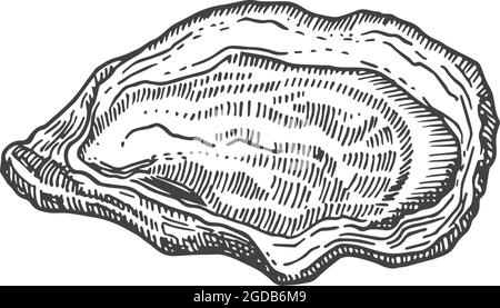 Illustrazione di un vettore shell Oyster aperto disegnato a mano. Disegno astratto di pesce. Disegno di stile di incisione dei molluschi. Isolato Illustrazione Vettoriale
