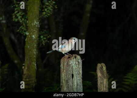 Jay (Garrulus glandarius), a tarda sera, seduto su una porta di bosco. Foto Stock