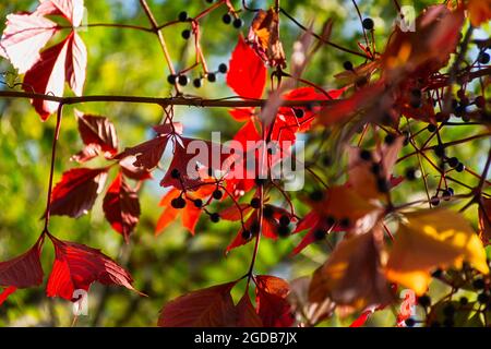 Le uve selvatiche hanno foglie rosse in autunno. Sfondo autunno colorato con bacche blu a fuoco selettivo. Layout naturale per design, cover, notebook. Foto Stock