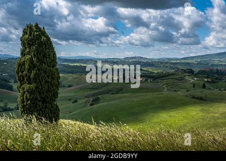 Trekking a Certaldo, vista panoramica tra i cipressi dal parco Canonica per scoprire i calanchi di Casale, un paesaggio con fenomeni erosivi Foto Stock