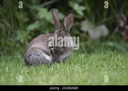 Primo piano Ritratto di un coniglio selvatico Juvenile (Oryctolagus cuniculus) di fronte alla fotocamera, lavando mentre Sat on Grass with Hedge in the background in UK Foto Stock