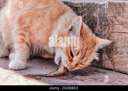 Zenzero gatto mangiare piccolo pesce fresco su vecchio portico di legno di una casa rurale. Foto Stock