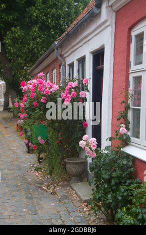 Accogliente strada acciottolata con case bianche e rosse coltivate a rose a Ribe, Danimarca Foto Stock