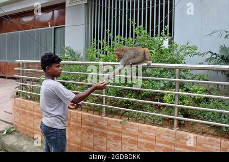 Dhaka, Bangladesh. 12 agosto 2021. Dhaka, Bangladesh, 12 agosto 2021: Una persona nutre macachi giapponesi, sulle strade di Gandaria in mezzo alla pandemia di Covid-19. Il macaco giapponese o macaco rosso-fronted è una specie di primate, che vive in foreste e montagne, che sono migrati in città e vivono con gli esseri umani in cerca di cibo. Credit: Habibur Rahman/Eyepix Group/Alamy Live News Credit: Eyepix Group/Alamy Live News Foto Stock