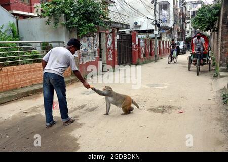 Dhaka, Bangladesh. 12 agosto 2021. Dhaka, Bangladesh, 12 agosto 2021: Una persona nutre macachi giapponesi, sulle strade di Gandaria in mezzo alla pandemia di Covid-19. Il macaco giapponese o macaco rosso-fronted è una specie di primate, che vive in foreste e montagne, che sono migrati in città e vivono con gli esseri umani in cerca di cibo. Credit: Habibur Rahman/Eyepix Group/Alamy Live News Credit: Eyepix Group/Alamy Live News Foto Stock