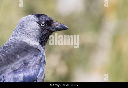 Jackdaw, Corvus monidula, primo piano della vista laterale della testa di un uccello adulto, Inghilterra Regno Unito Foto Stock
