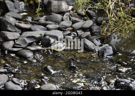 Maschio Gray Wagtail (Motacilla cinerea) in piedi nel fiume Rhiw acqua su ciottoli al sole nel Mid-Wales, Regno Unito nel mese di agosto Foto Stock