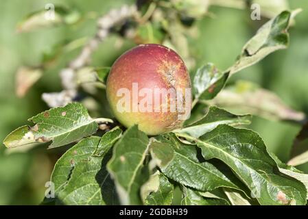 Sunlit Close-Up di una mela arancione Pippin di Scabby Cox (Malus domestica) matura in un giardino soleggiato in Staffordshire, Regno Unito, in agosto. Foto Stock